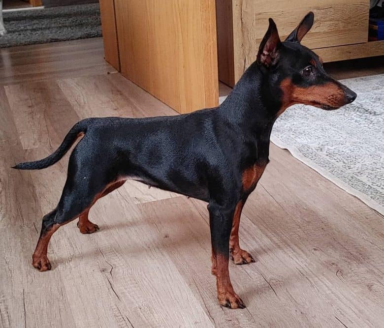 A Min Pin standing on a wooden floor