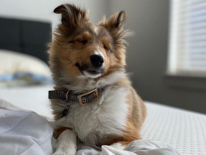 A Mini Collie puppy with close eyes and laying on a soft bed