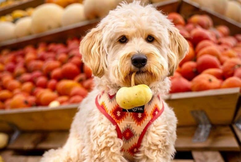 Mini Doodle dog biting a little pumpkin