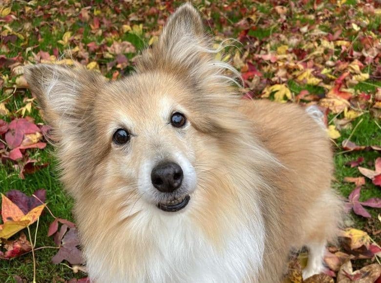 Long coated Mini Sheltie Collie looking up and standing on grass with dried leaves