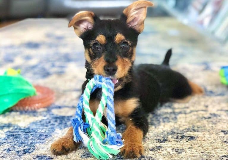 40 Different Exciting Types of Yorkie Mixes K9 