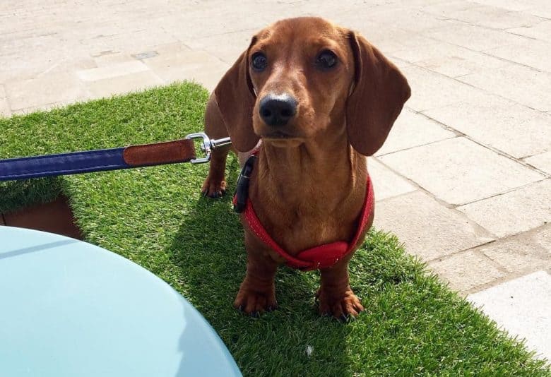 A Miniature Dachshund on the grass