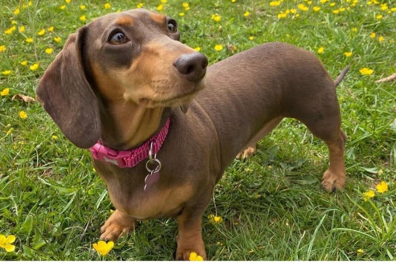 A brown Mini Doxie looking up
