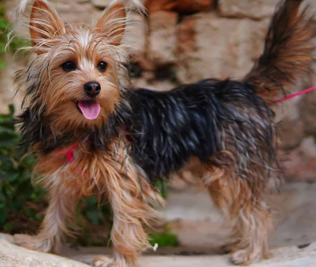 Yorkie Mixes 40 Different Yorkshire Terrier Crossbreeds K9 Web