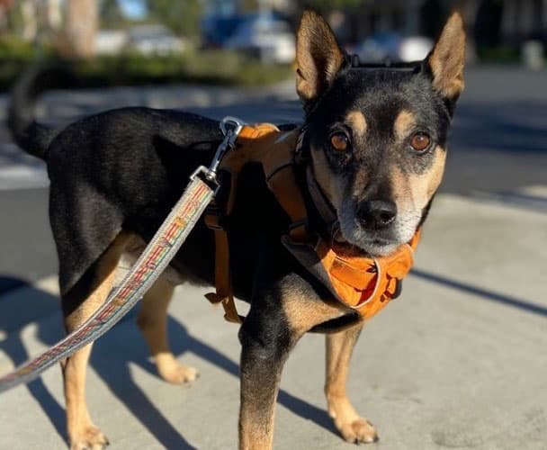 Miniature Pinscher Shiba Inu mix dog walking on the street