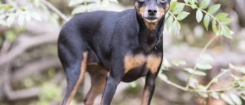 a Miniature Pinscher standing outdoors