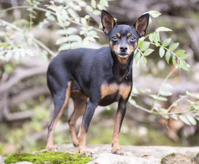 a Miniature Pinscher standing outdoors