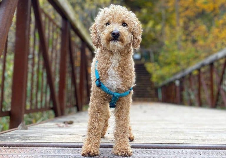 26 Best Dog Foods for Poodles 2023 (Premium & Budget) K9 