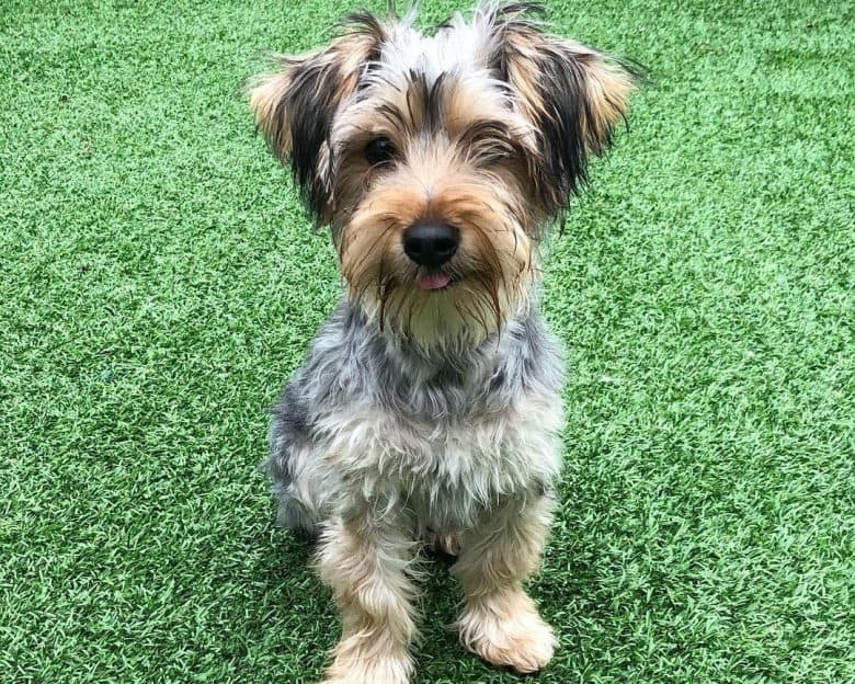 Common yorkie sales mixes