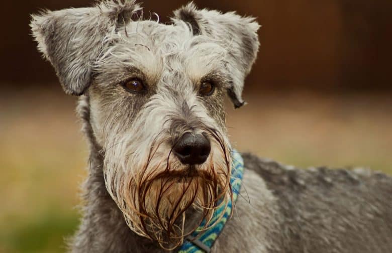 Serious Miniature Schnauzer dog posing outdoor