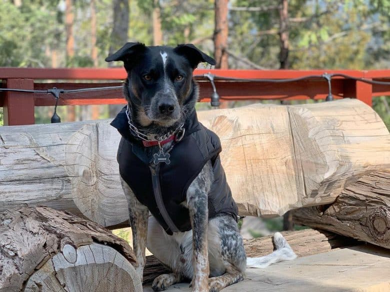 A Blue Heeler Lab mix dog modeling in the forest