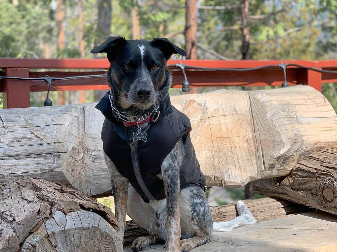 What you should know about the clever Blue Heeler Lab mix K9 