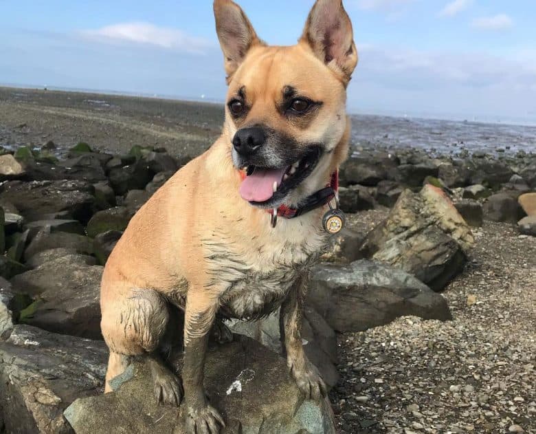 Muddy Pug German Shepherd mix dog sitting on a rock