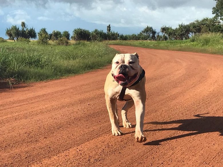A strong American Bulldog running on a field