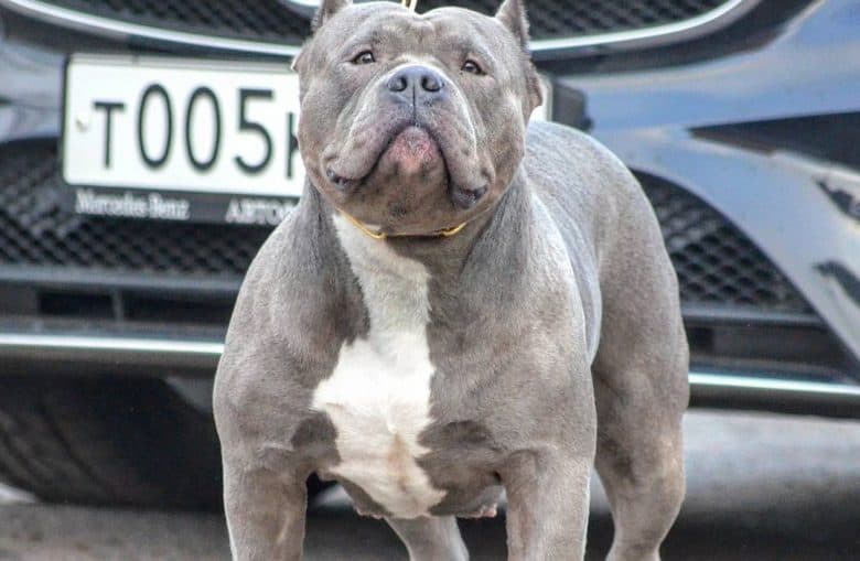 a Senior American Bully standing