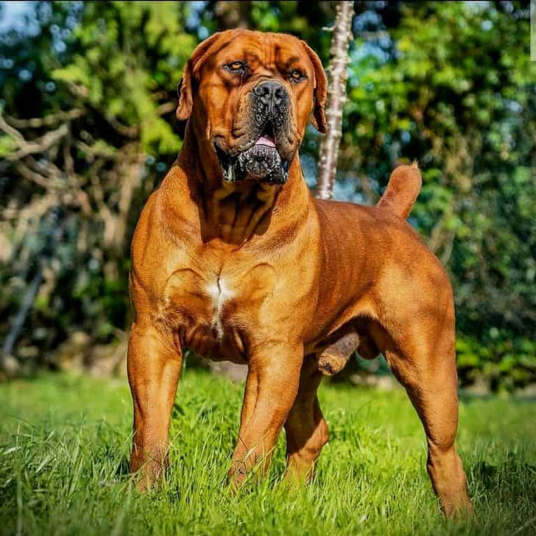 200+ Best Big Dog Names For Your Large Pup K9 