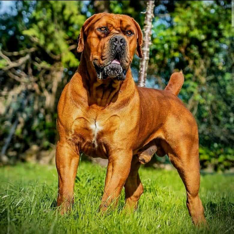 A buff Bullmastiff standing on the grass