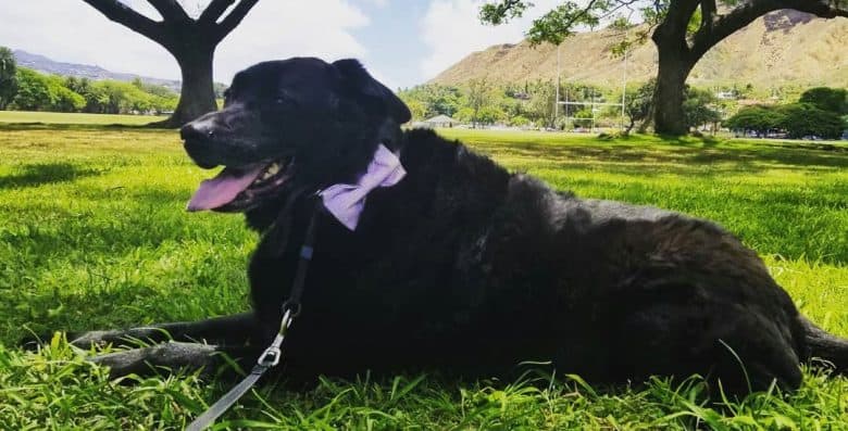 Newfoundland German Shepherd mix dog tired from walking