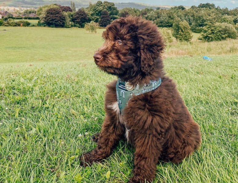 Newfoundland Poodle mix dog sitting on the field