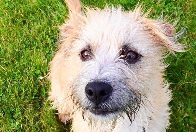 Norfolk Terrier Jack Russell mix dog sitting on the field