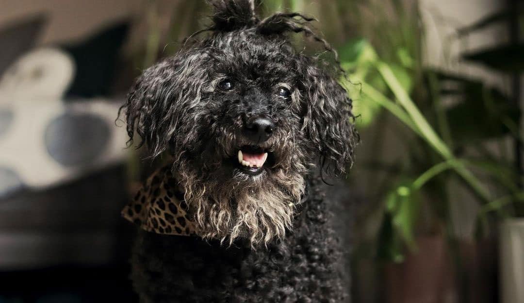 26 Best Dog Foods for Poodles 2023 (Premium & Budget) K9 