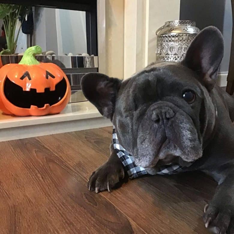 A one-eyed Blue Frenchie looking adorable