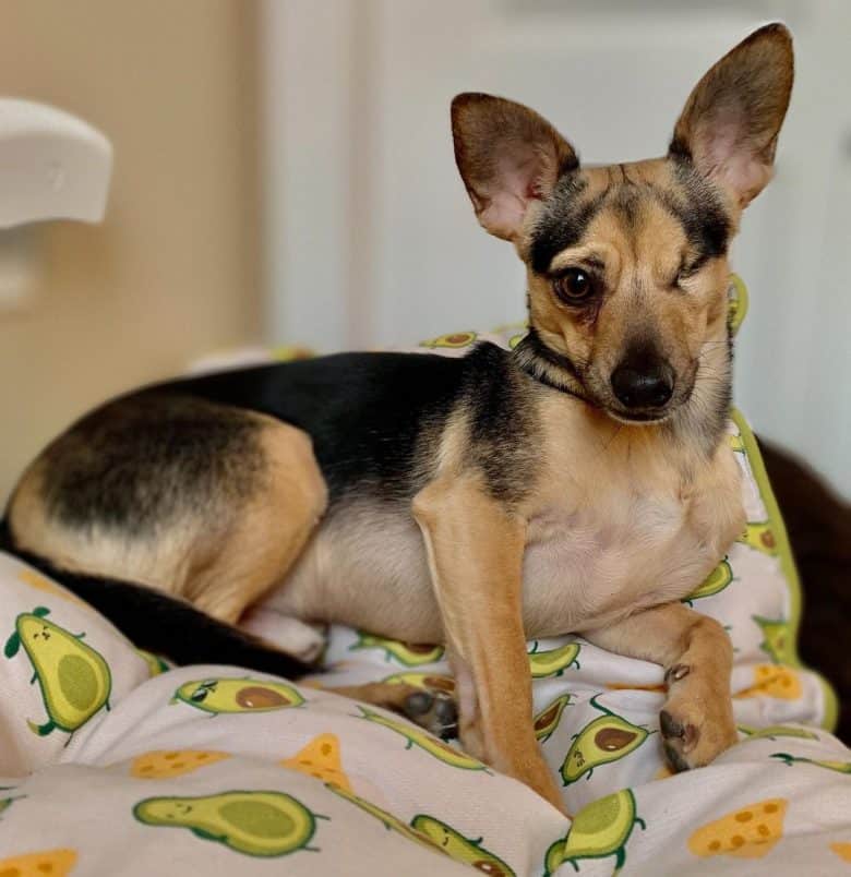 A one-eyed Chihuahua GSD mix laying on a blanket