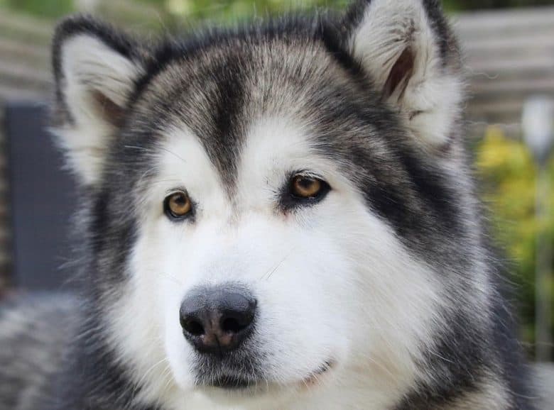 Open-face Alaskan Malamute dog portrait