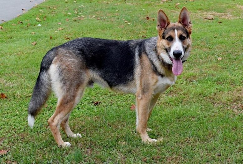 A cheerful panda German Shepherd