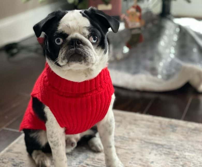 Panda Pug con un suéter rojo sentado en una alfombra