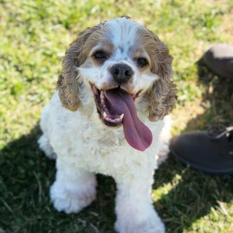 Panting Cocker Spaniel dog portrait