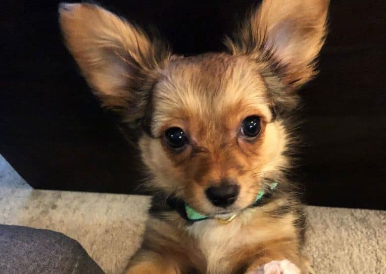 Papillon Poodle mix dog portrait