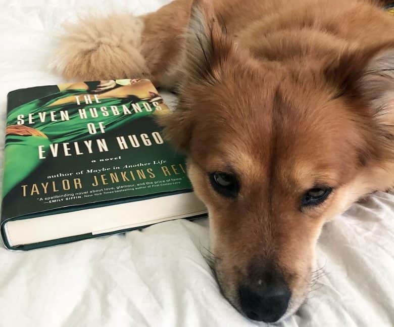 Papillon Shiba Inu mix dog lying with a book