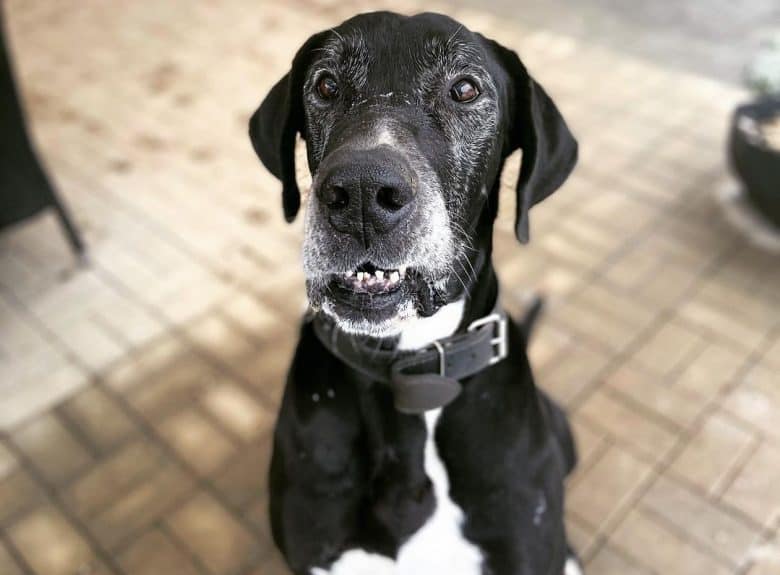 A Mantle Great Dane wearing a black collar