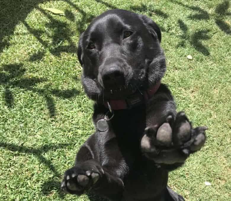 A silly Black Labrador with paws up