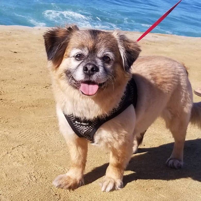 A Peek-A-Pom loving the beach
