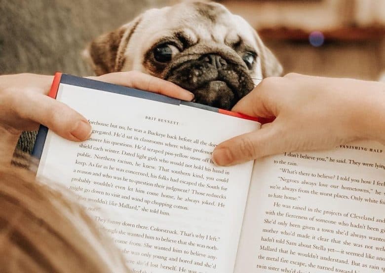 A peeping Pug under a book