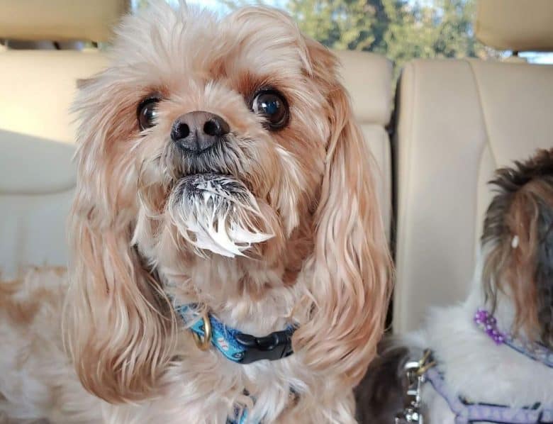 Pekingese and Yorkie mix dog eating puppuccino