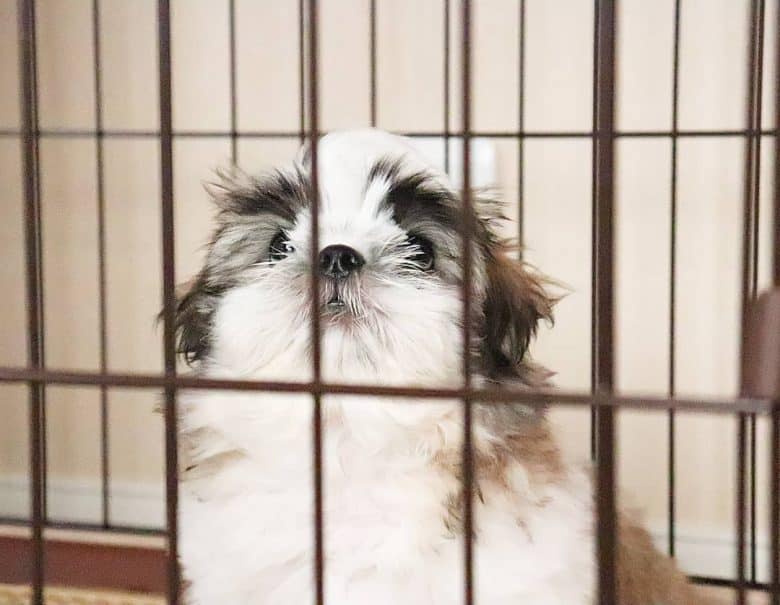 A Pekingese Shih Tzu mix sitting on a cage
