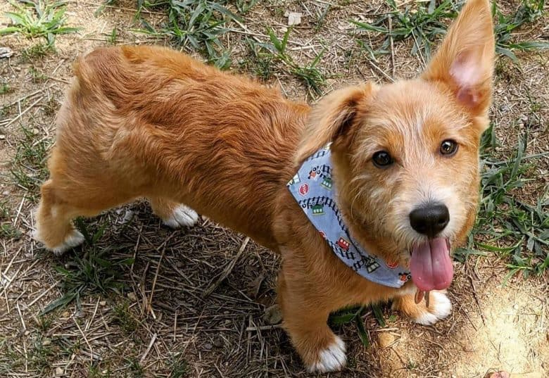 Pembroke Welsh Corgi Poodle mix dog wearing a scarf
