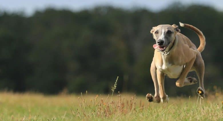 Coursing - Co to? zabawny i konkurencyjny sport. 6 Idealny portret psa charta biegnącego szybko w zawodach coursingowych