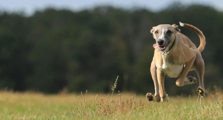 Perfect portrait of Sighthound dog running fast in a lure coursing competition