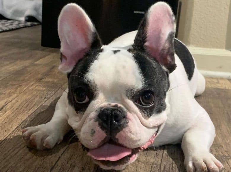 Piebald French Bulldog lying on the floor