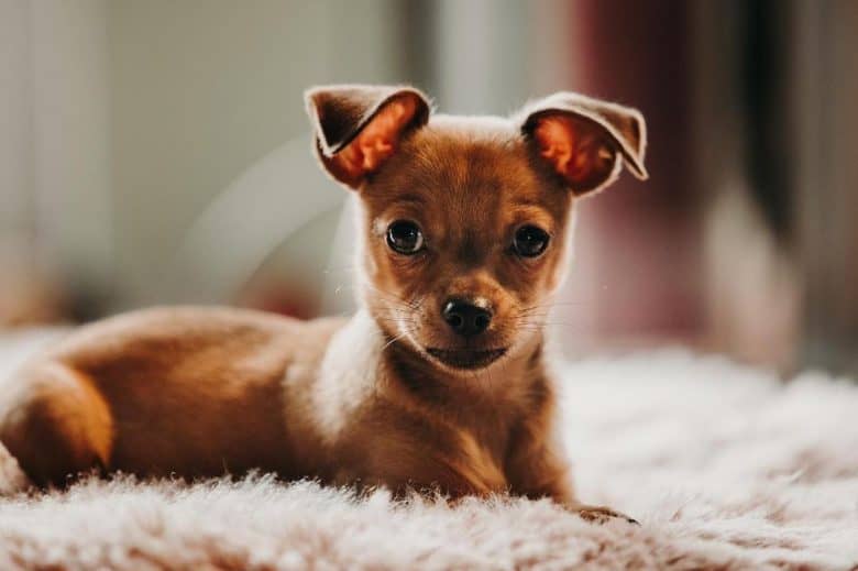 A tiny Pineranian dog portrait