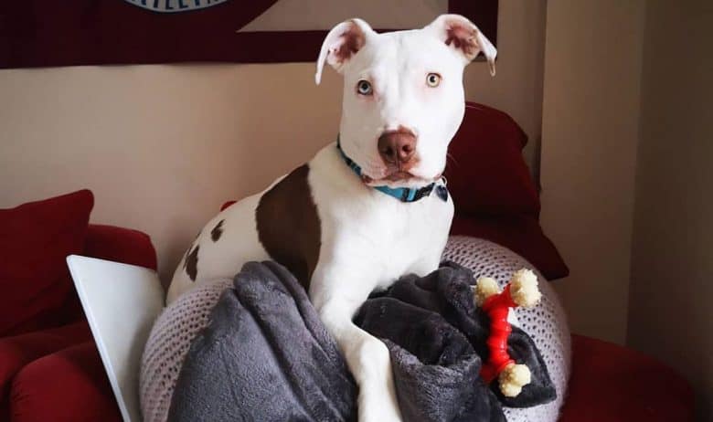 Pit Bull and Akita mix dog in a sofa chair
