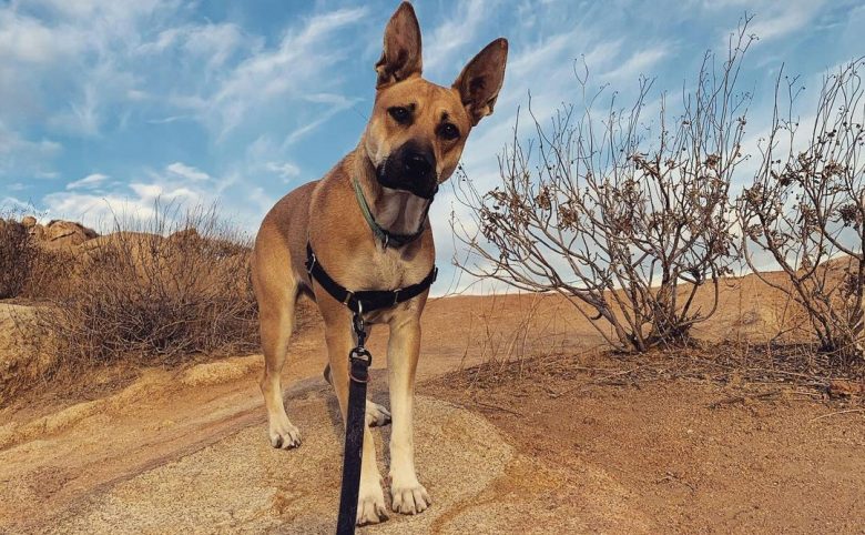 Pit Bull German Shepherd mix dog in a morning hike