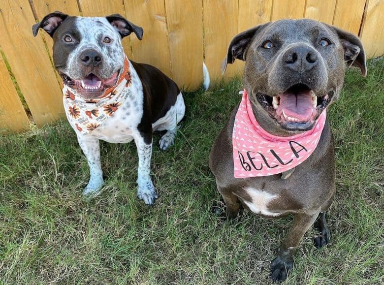 Two Pit Heeler dogs on a day out