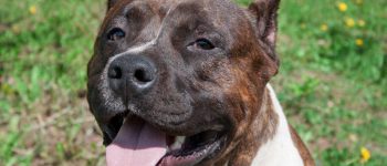 Pitbull dog close-up portrait