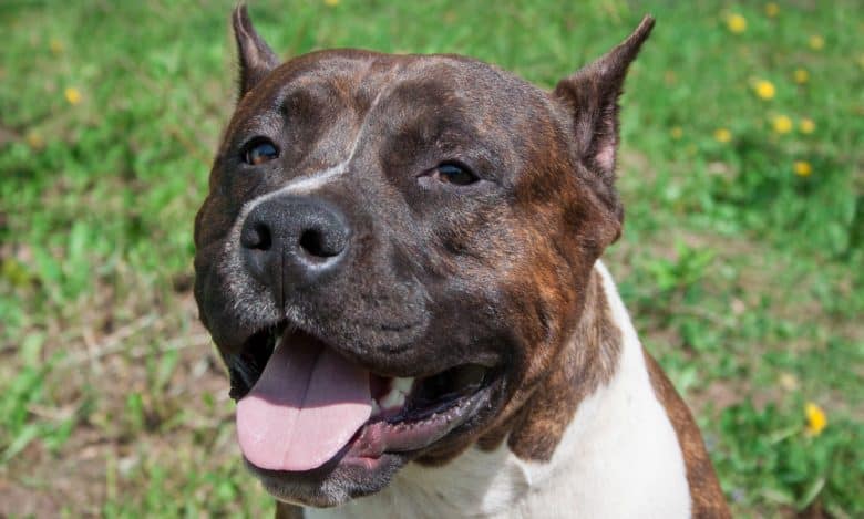 Pitbull dog close-up portrait
