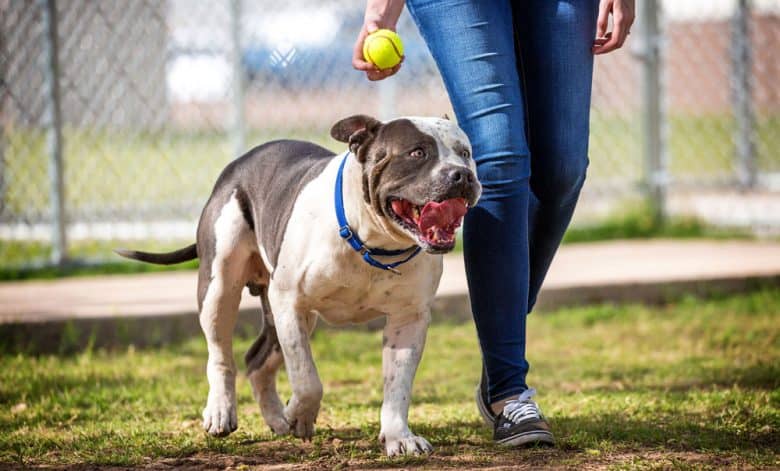 Pitbull dog playing a tennis ball with the owner